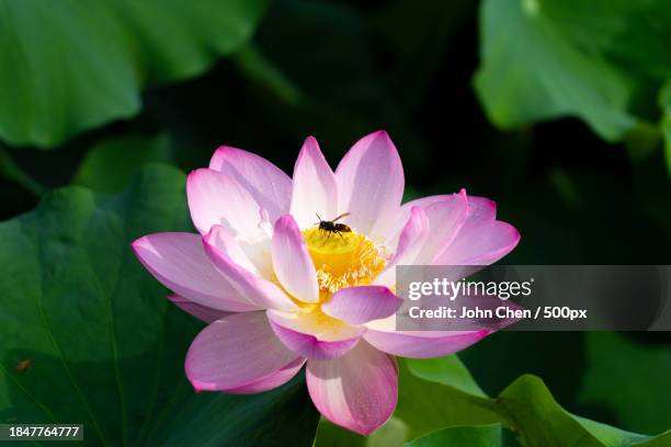 close-up of pink water lily - 成都 fotografías e imágenes de stock