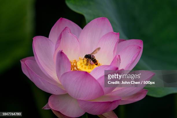 close-up of pink lotus water lily - 成都 stockfoto's en -beelden