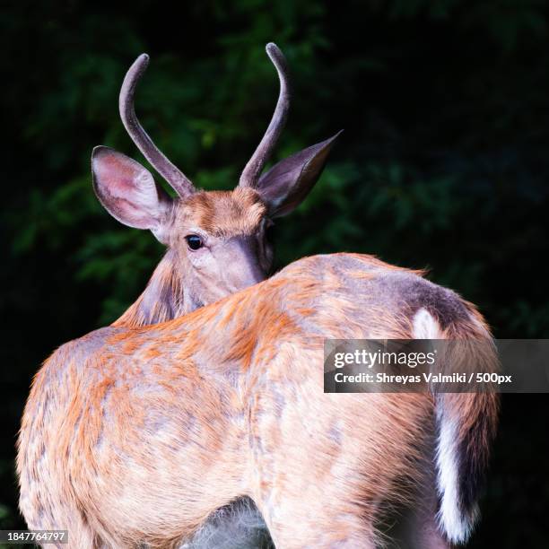 close-up of white standing on field,norwalk,connecticut,united states,usa - norwalk connecticut stock pictures, royalty-free photos & images