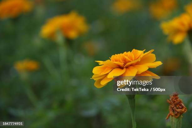 close-up of yellow flowering plant - teka stock pictures, royalty-free photos & images