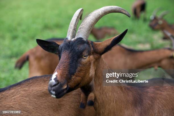 cabras y sus cuernos - queso de cabra fotografías e imágenes de stock