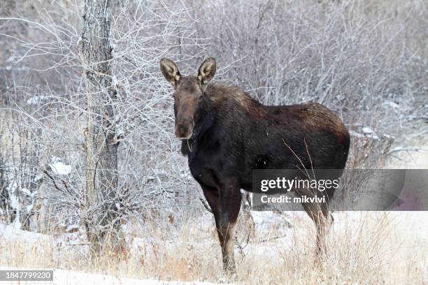 cow moose - a shiras moose stock pictures, royalty-free photos & images