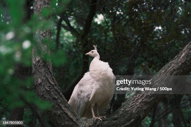 low angle view of peacock perching on tree - albino animals stock pictures, royalty-free photos & images