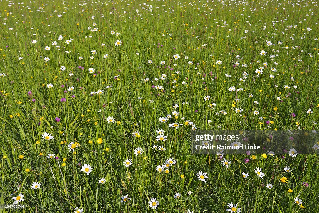 Flowering Meadow