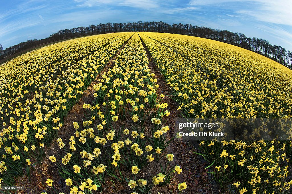 Field of yellow Daffodils