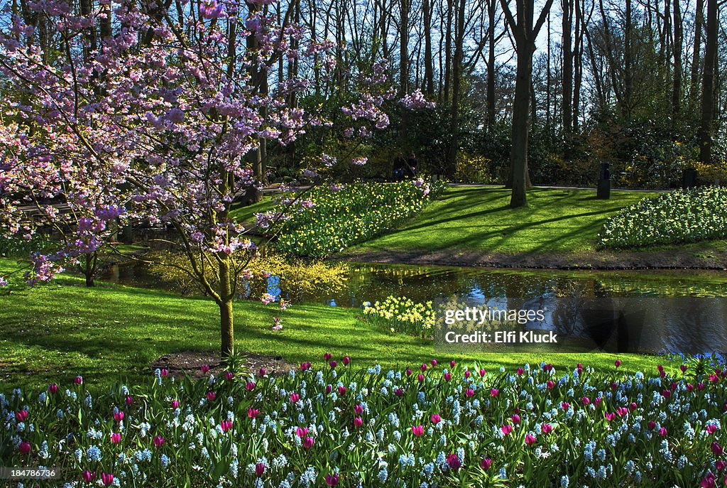 Spring has arrived at Keukenhof  Gardens