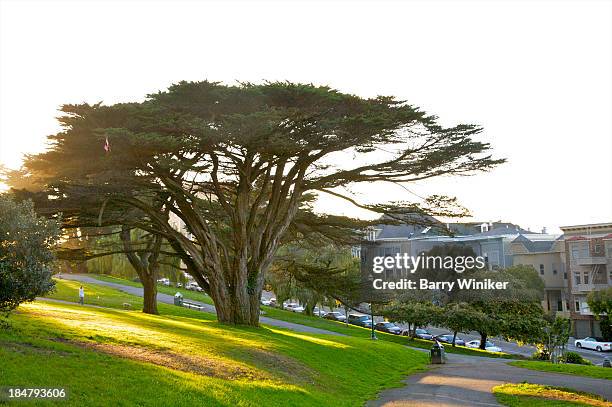 tree with windswept look in city park - alamo square stock-fotos und bilder