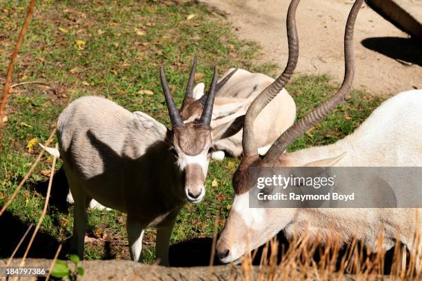 Two Addax Calves, at Brookfield Zoo in Brookfield, Illinois on OCTOBER 10, 2013.