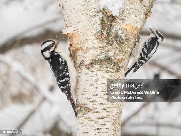 hairy and downy woodpeckers - woodpecker stock pictures, royalty-free photos & images