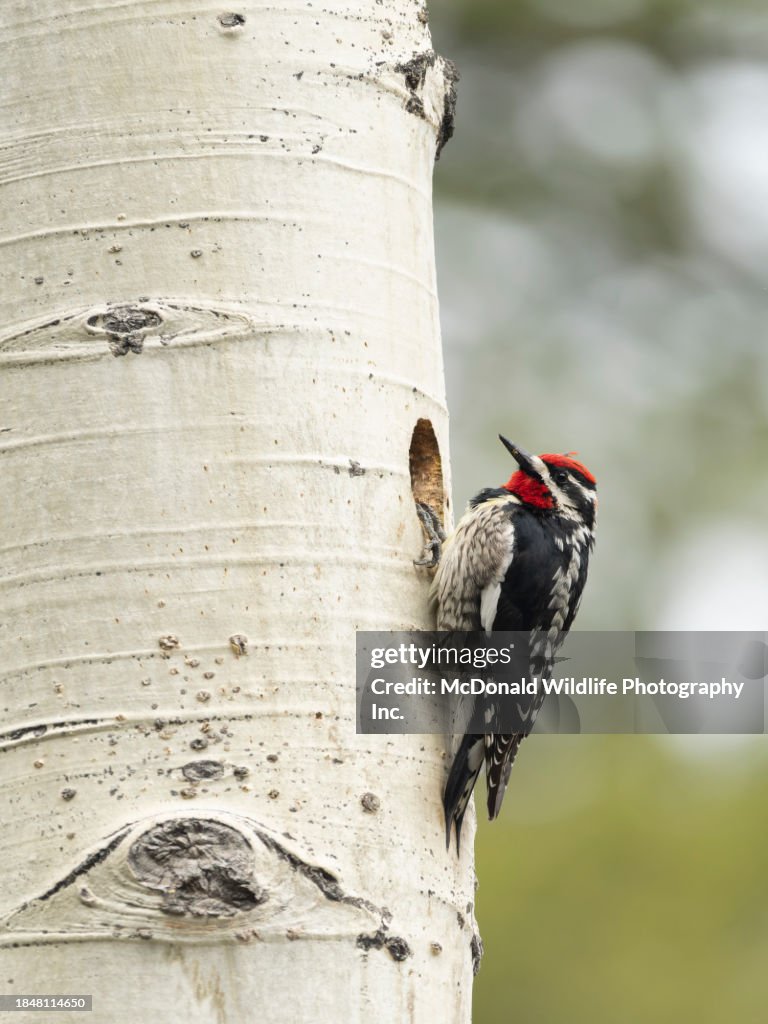 Red-naped Sapsucker