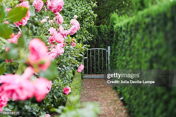 hedges - garden gate rose stock pictures, royalty-free photos & images