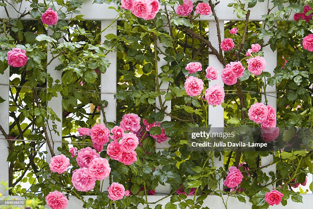 Pink roses on trellis