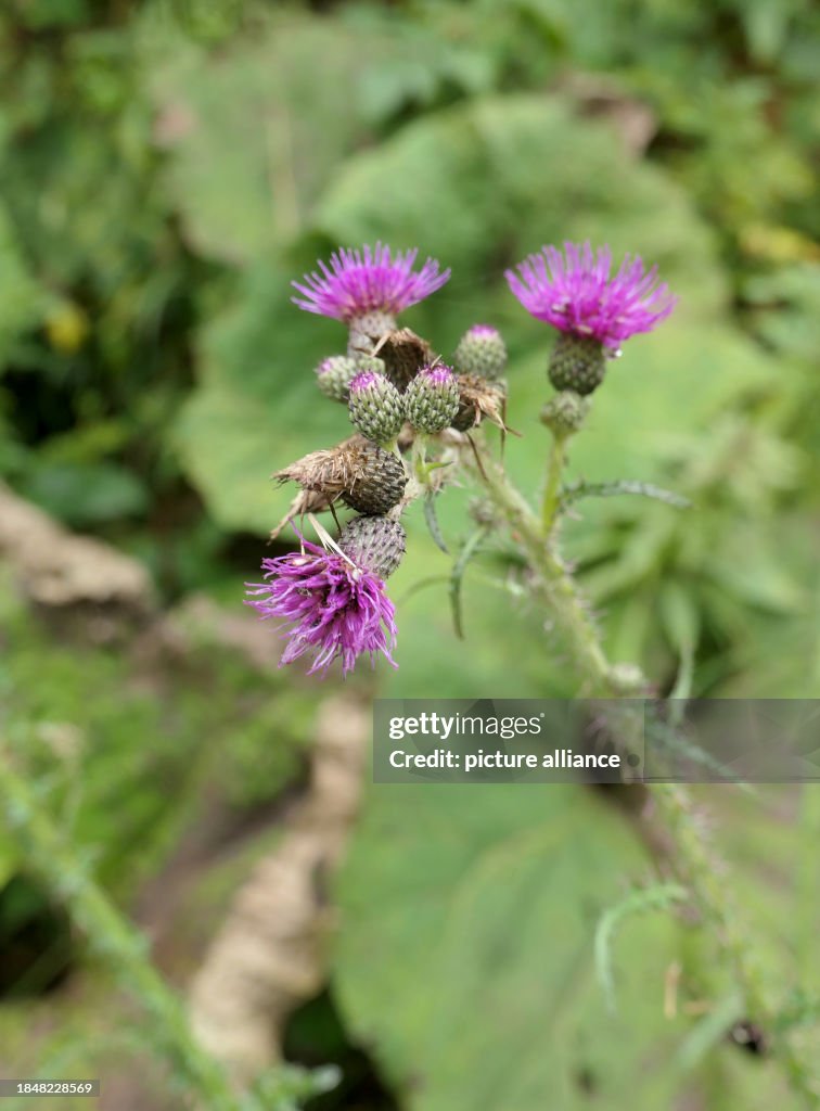 Milk thistle...