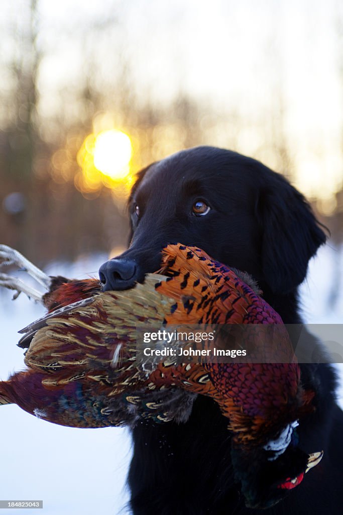 Hound carrying pheasant in mouth