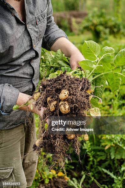 new potatoes, close-up - newly harvested stock pictures, royalty-free photos & images