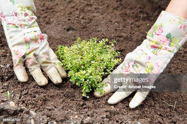 hands planting thyme - tijm stockfoto's en -beelden
