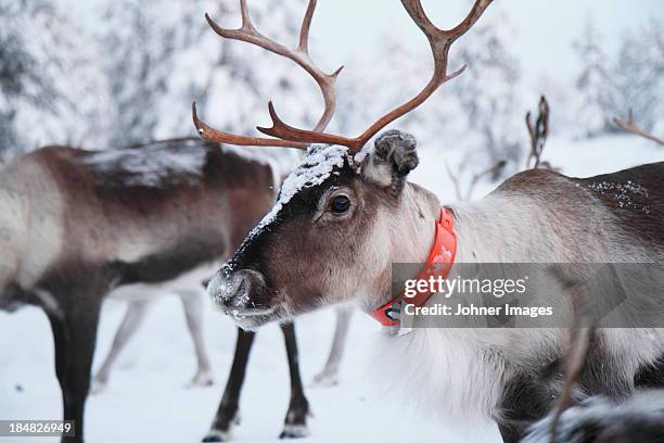 reindeer wearing orange collar - laponia sueca fotografías e imágenes de stock