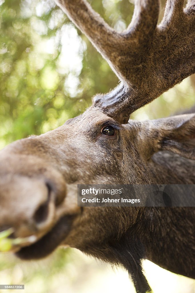 Elk, close-up