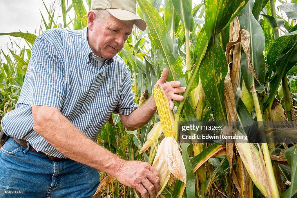 Corn inspection