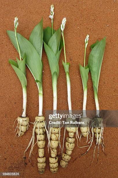 uprooted plants of kabuyea hostifolia - uprooted flower stock pictures, royalty-free photos & images