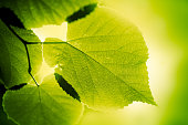 Green large leaves lighten from behind on green background