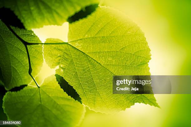 green large leaves lighten from behind on green background - new growth plant stock pictures, royalty-free photos & images