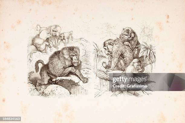 engraving baboon and macacus old world monkeys 1882 - baboon stock illustrations
