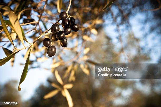 olive branch - olive orchard fotografías e imágenes de stock