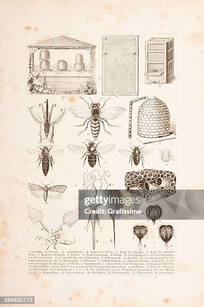 apiculture bees engraving 1882 - colony group of animals stock illustrations