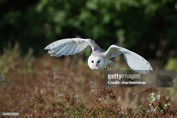 barn owl at dusk hunting for prey. - barn owl stock pictures, royalty-free photos & images