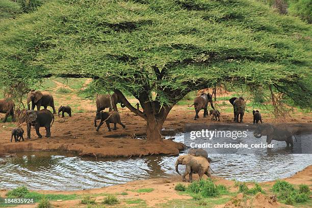 象「ウォーターホール - laikipia ストックフォトと画像