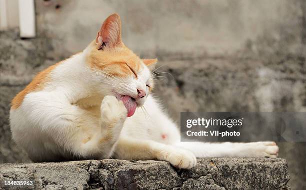 cat lick and clean - cat tongue stock pictures, royalty-free photos & images