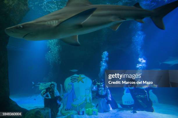 Divers dressed as the Three Wise Men placing underwater the traditional Christmas Nativity Scene inside the shark tank of the aquarium in the Zoo of...