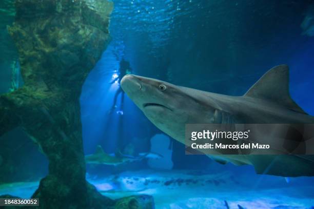 Shark swims as divers prepare to place the traditional Christmas Nativity Scene inside the shark tank of the aquarium in the Zoo of Madrid as part of...