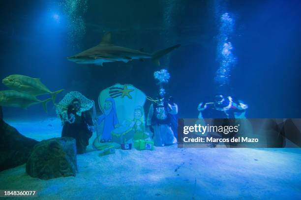 Divers dressed as the Three Wise Men placing underwater the traditional Christmas Nativity Scene inside the shark tank of the aquarium in the Zoo of...