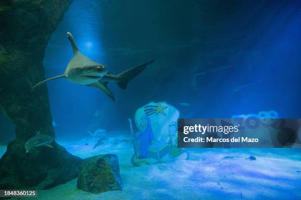 Shark swims next to the traditional Christmas Nativity Scene inside the shark tank of the aquarium in the Zoo of Madrid as part of the Christmas...