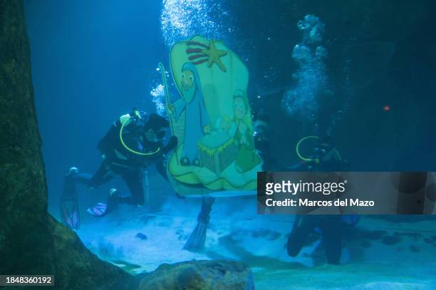 Divers placing underwater the traditional Christmas Nativity Scene inside the shark tank of the aquarium in the Zoo of Madrid as part of the...