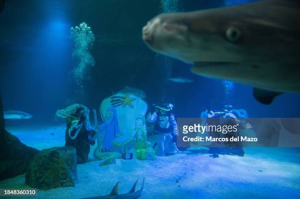 Divers dressed as the Three Wise Men placing underwater the traditional Christmas Nativity Scene inside the shark tank of the aquarium in the Zoo of...