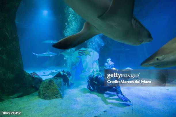 Divers placing underwater the traditional Christmas Nativity Scene inside the shark tank of the aquarium in the Zoo of Madrid as part of the...