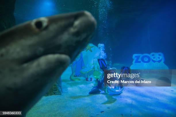 Divers placing underwater the traditional Christmas Nativity Scene inside the shark tank of the aquarium in the Zoo of Madrid as part of the...