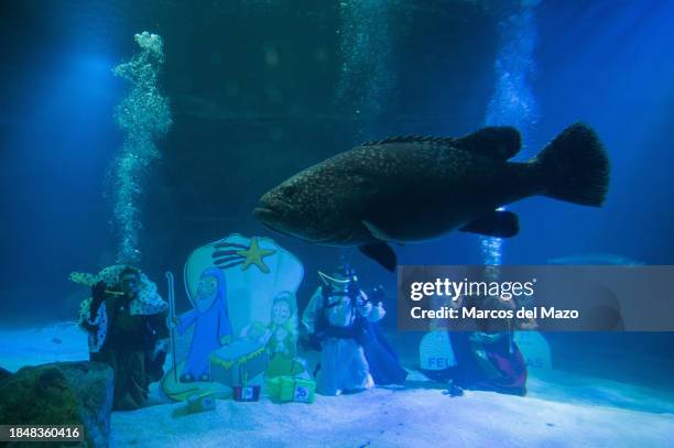 Divers dressed as the Three Wise Men placing underwater the traditional Christmas Nativity Scene inside the shark tank of the aquarium in the Zoo of...