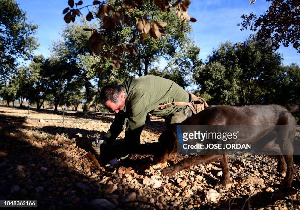 Former forest ranger Jose Antonio Soriano and his dog Pista dig in the soil on the hunt for truffles at the grove he owns in Sarrion, eastern Spain,...