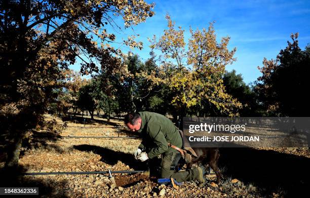 Former forest ranger Jose Antonio Soriano and his dog Pista dig in the soil on the hunt for truffles at the grove he owns in Sarrion, eastern Spain,...