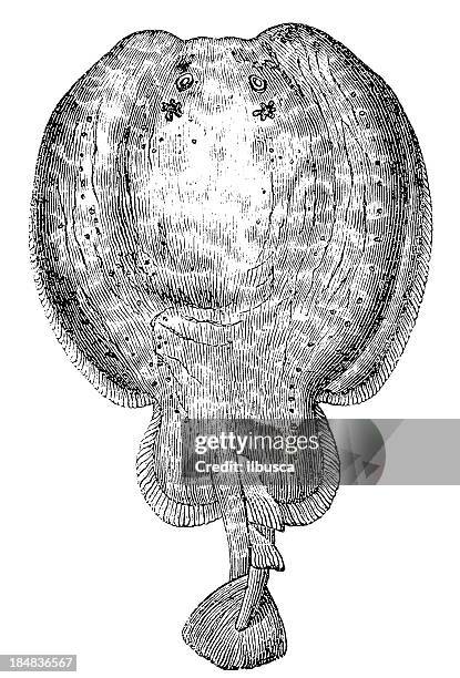 marbled electric ray (torpedo marmorata) - torpedo stock illustrations