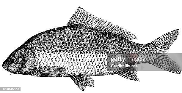 common carp (cyprinus carpio) - carp stock illustrations stock illustrations