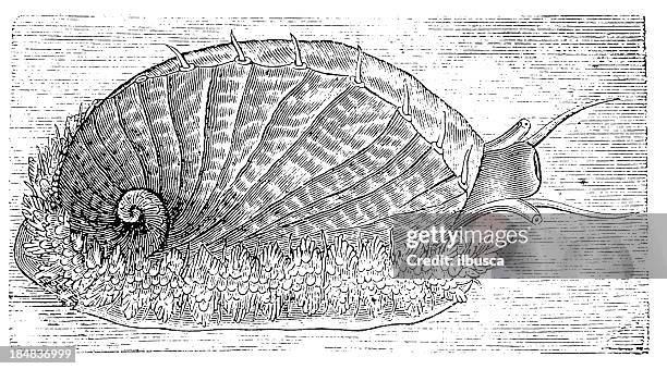 green ormer (haliotis tuberculata) - abalone shell stock illustrations