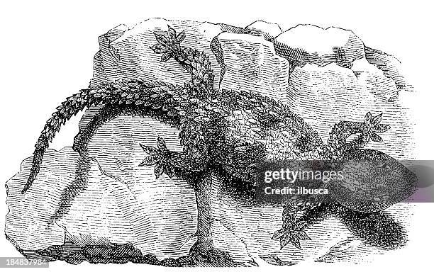 gecko (tarentola mauritanica) - tarentola stock illustrations