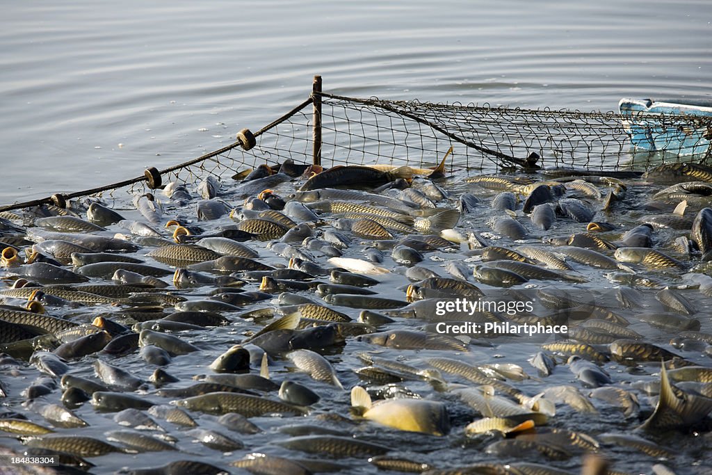 Industria de la pesca