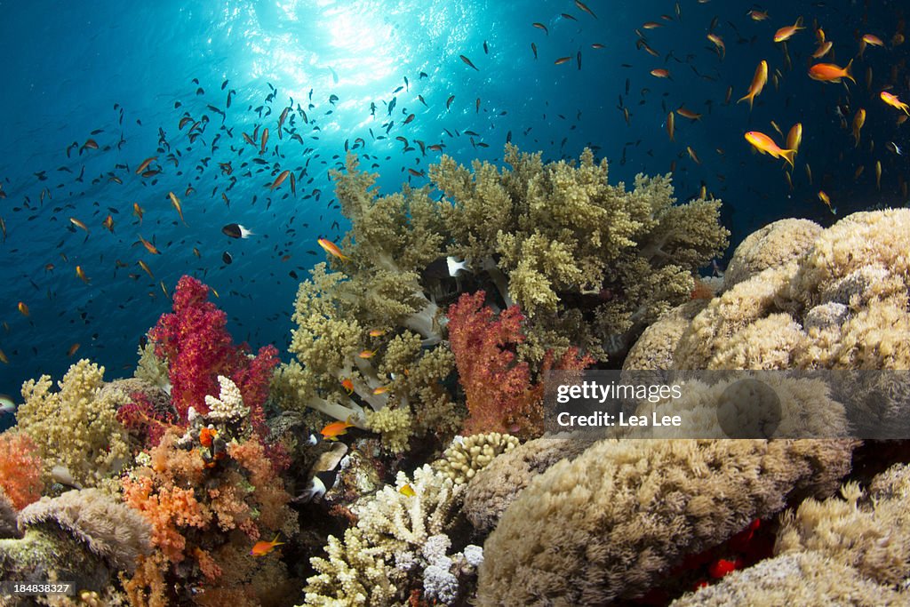 Colorful Corals