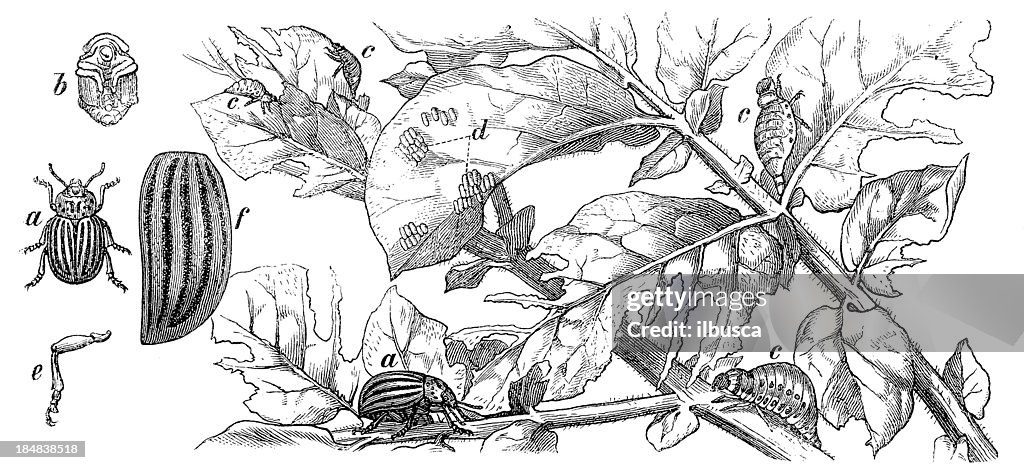 Colorado Potato Beetle (Leptinotarsa Decemlineata